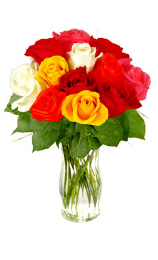 12 Mixed Roses