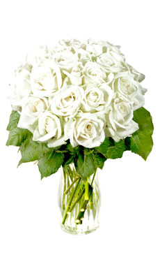 24 White Roses