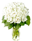 24 White Roses