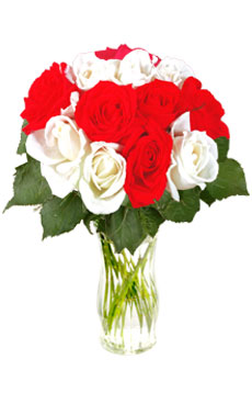 12 Red & White Roses