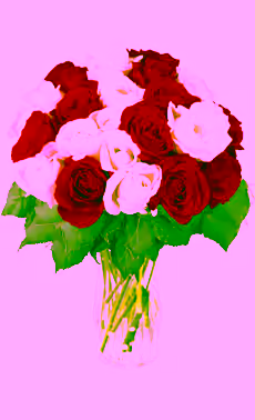 24 Red & White Roses