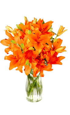 Orange Lilies