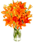 Orange Lilies