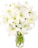 White Lilies