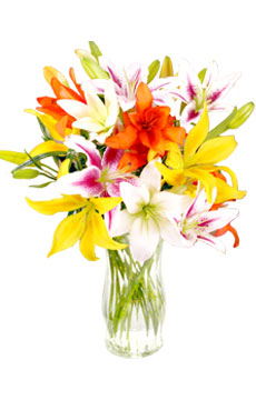 Mixed Lilies
