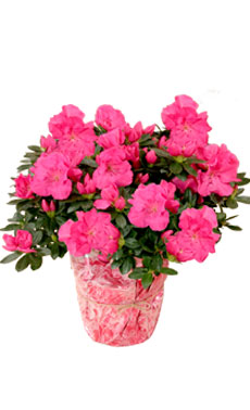 Pink Azalea