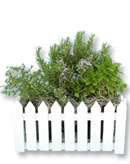 Picket Fence Herb Box