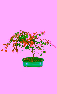 Fringe Flower Bonsai