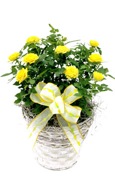 Miniature Rose in Basket