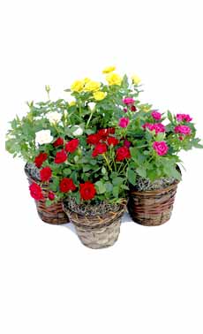 Mini Rose Combination