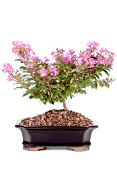 Dwarf Crepe Myrtle