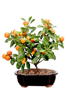 Clamondin Manderin Orange