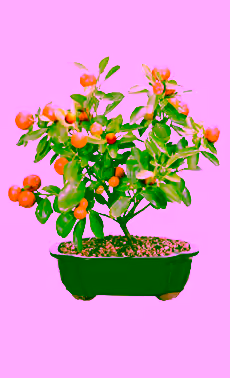 Clamondin Manderin Orange