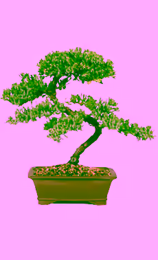 Brazilian Rain Tree