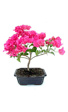 Bougainvillea Bonsai