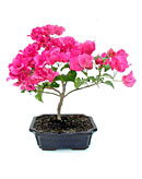 Bougainvillea Bonsai