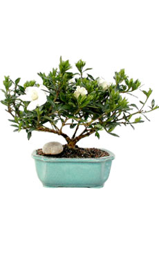 Gardenia Bonsai