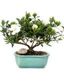 Gardenia Bonsai