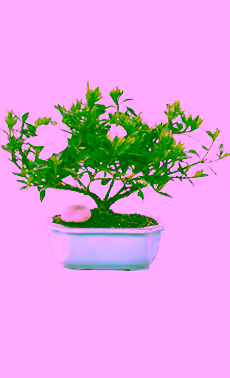 Gardenia Bonsai