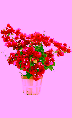 Bougainvillea