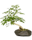 Hawaiian Umbrella in Rock Pot