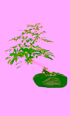 Hawaiian Umbrella in Rock Pot