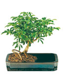 Hawaiian Umbrella in Water Pot