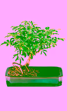 Hawaiian Umbrella in Water Pot