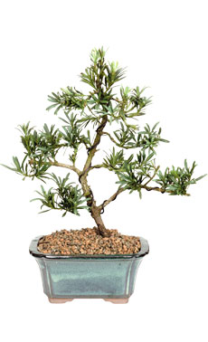 Podocarpus