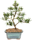 Podocarpus