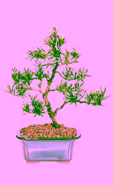 Podocarpus