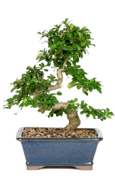 Fukien Tea