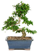 Fukien Tea