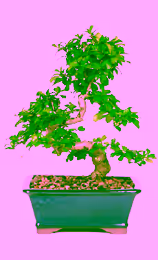 Fukien Tea