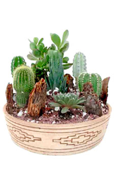 Decorative Cactus Garden