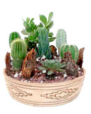 Decorative Cactus Garden