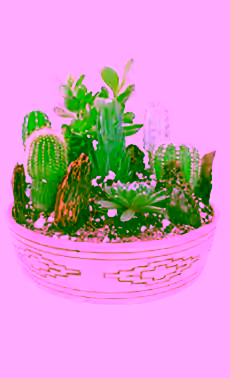 Decorative Cactus Garden