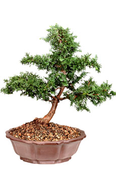 Dwarf Hinoki Cypress