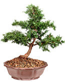 Dwarf Hinoki Cypress