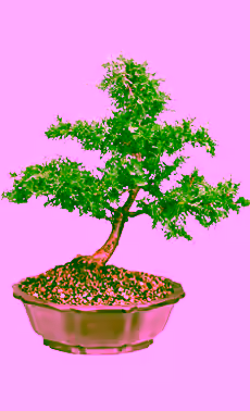 Dwarf Hinoki Cypress