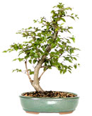 Korean Hornbeam
