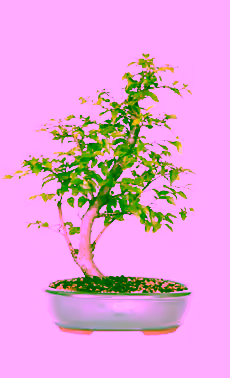Korean Hornbeam