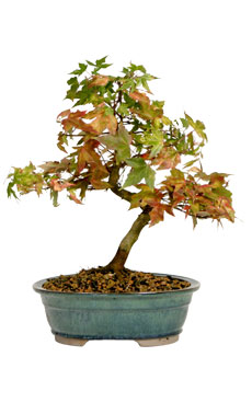 Trident Maple