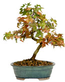 Trident Maple