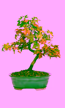 Trident Maple