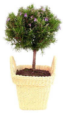 Rosemary Ball in Rope Basket