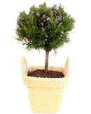 Rosemary Ball in Rope Basket