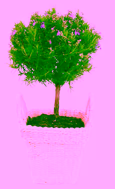 Rosemary Ball in Rope Basket