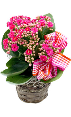 Gardenia in White Cream Pot