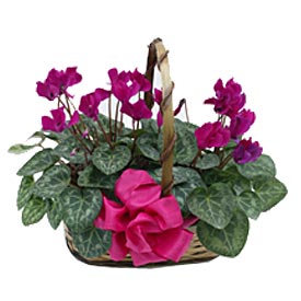 2 Cyclamen in Basket